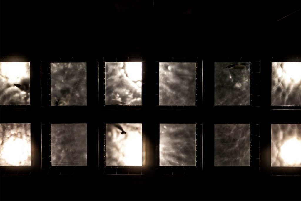 Cine-Foto-Fija-Picina